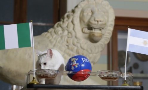 El gato Aquiles se equivocó, Argentina también venció al oráculo ruso