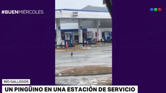 Un pingüino visitó una estación de servicio en Río Grande
