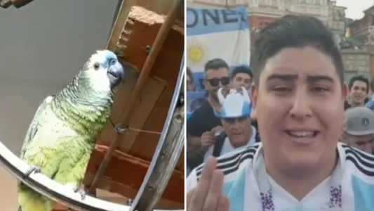 Locura mundialista: el loro que canta "Traeme la Copa, Messi"