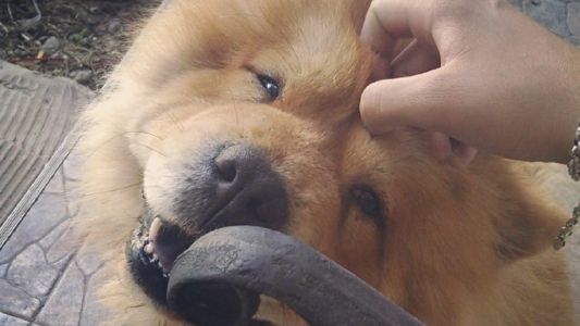 Llevó a su perro a una peluquería canina y lo encontró muerto en las vías del tren