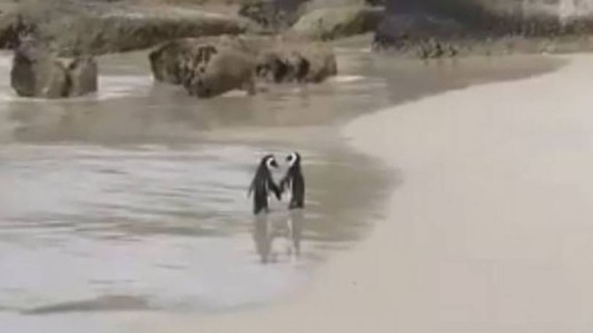El video de dos pingüinos caminando de la mano que conmueve a los usuarios de las redes sociales