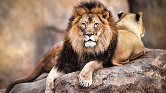 Cazaban rinocerontes y fueron devorados por una manada de leones