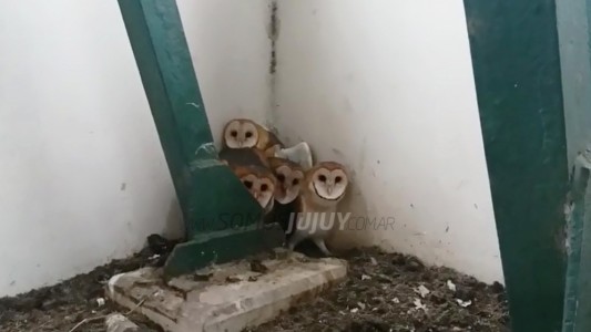 La increíble reacción de una familia de lechuzas al ser descubiertas en el campanario de una iglesia