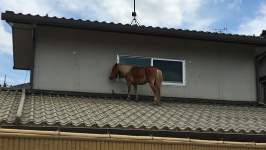 Imagen impactante: así se salvó un poni en una inundación