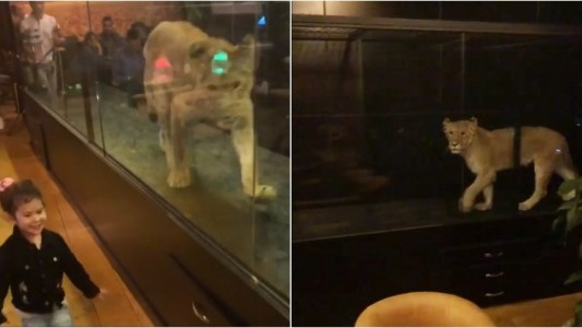 Video: en un café pusieron una leona en una jaula de acrílico