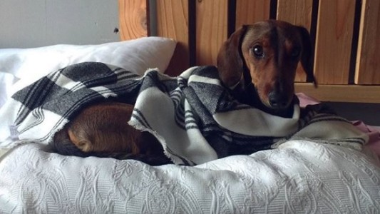 El perro salchicha que sobrevivió 6 días en el desierto luego de escapar de un avión