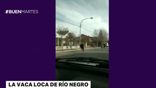 Video: una vaca suelta en plena calle de Río Negro