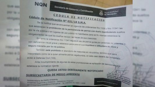 Polémica en Neuquén: quieren multar a las personas que les den de comer a los perros de la calle