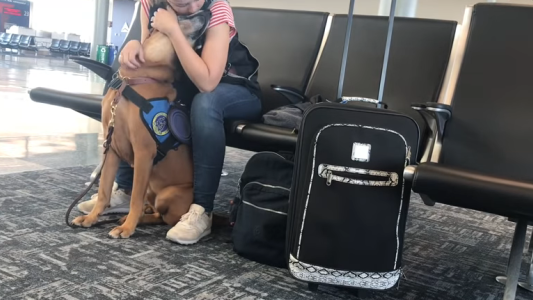 El mejor compañero: la reacción de un perro de terapia ante un ataque de pánico de su dueña