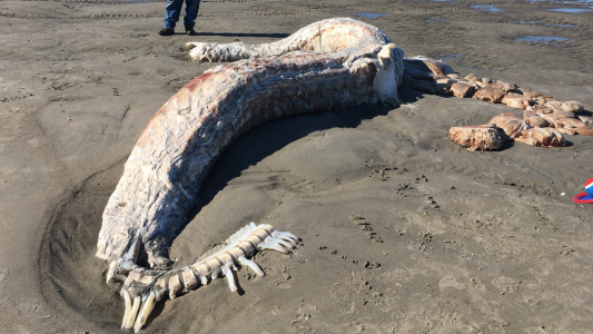 Fotos: temor por una extraña criatura que apareció en una playa de Estados Unidos