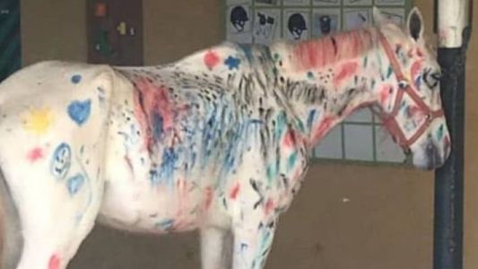 Indignación en las redes: nenes pintaron a un caballo blanco como parte de una "actividad" escolar