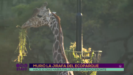 Tras la muerte de una rinoceronte, falleció una jirafa en el Ecoparque de Palermo