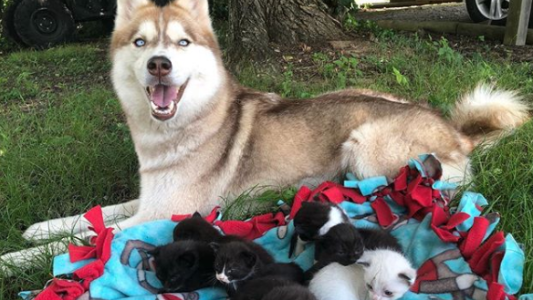 La perra que enamora a todos en Instagram: salvó a gatitos recién nacidos de morir de hipotermia