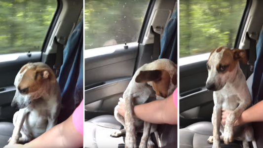 La increíble reacción de un perro rescatado de la muerte que emociona al mundo