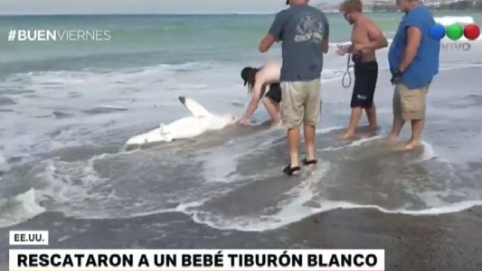 Un cazón blanco varado fue devuelto al mar