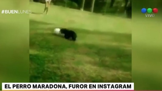 El "perro Maradona" que es furor en Instagram