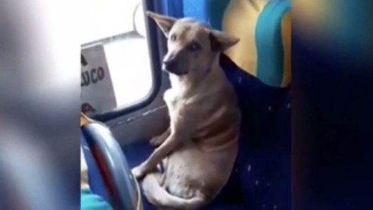 VIDEO: El tierno gesto de un chofer de colectivo con un perro de la calle