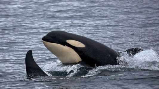 La triste historia de una orca que lleva siete días nadando con su bebé muerto