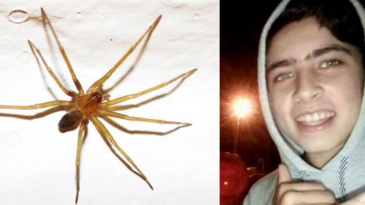 Misiones: aunque fue tres veces al médico, murió por una picadura de araña