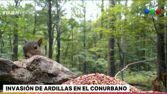Invasión de ardillas en el conurbano bonaerense: "Pueden transmitir enfermedades"