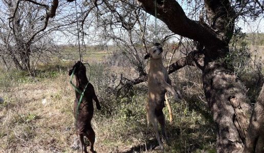 Brutal matanza de perros en Entre Ríos