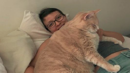 La historia de Bronson: el gato gordo que que hace dieta para bajar de peso