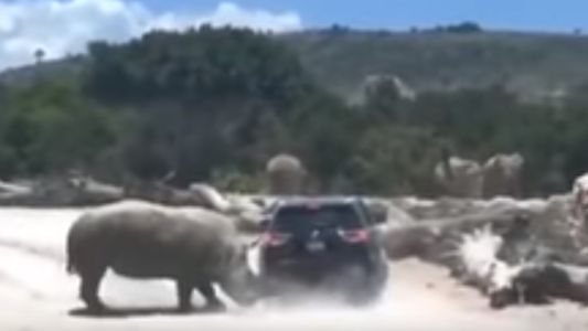 Video: la furia de un rinoceronte en un zoológico que permite el ingreso en auto