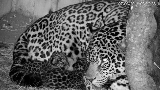 Después de 70 años nacieron dos cachorros de yaguareté en Iberá