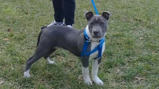 Compró un perro robado a través de internet y se lo devolvió a los dueños