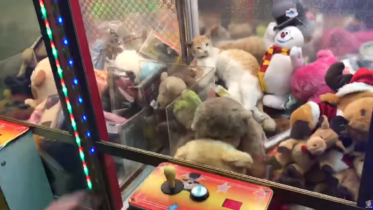 Grabaron a un gato durmiendo en una máquina de peluches y el video explotó en las redes