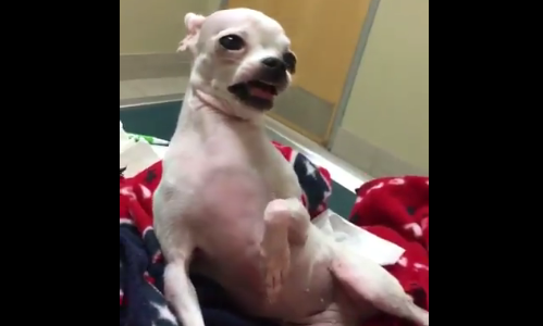 Video: así quedó un chihuahua después de ingerir accidentalmente marihuana