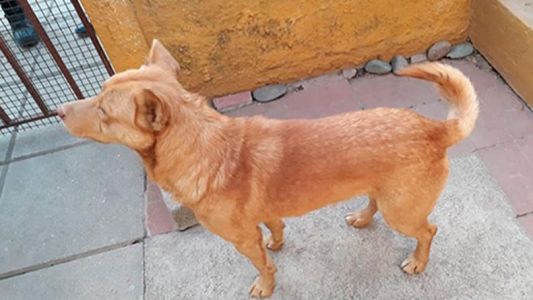 ¿El mejor amigo del hombre? Entró a robar a una casa, se olvidó a su perro en el lugar y el animal lo delató