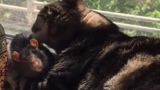 ¿Amor o preparación gastronómica? Mimos de un gato a una rata