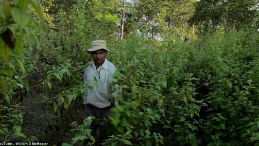 El hombre que tardó 40 años en crear un enorme bosque en un terreno baldío de India