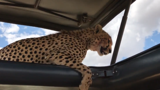 Un grupo de turistas pasó del susto a las selfies cuando una chita se metió en su auto