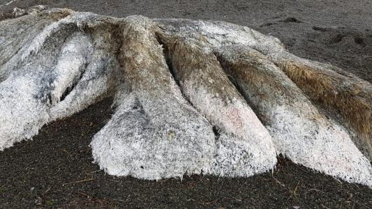 Impresionantes imágenes: un extraño "monstruo peludo" apareció en una península rusa