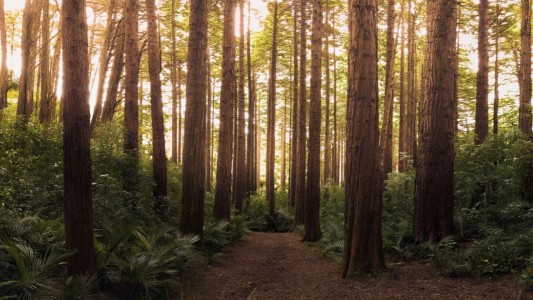Un nene de dos años fue hallado sano y salvo tras pasar tres días perdido en un bosque