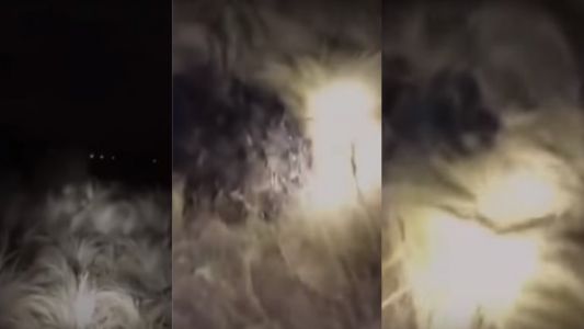 Manchas, pasto quemado y una extraña criatura: misterio en Villa María