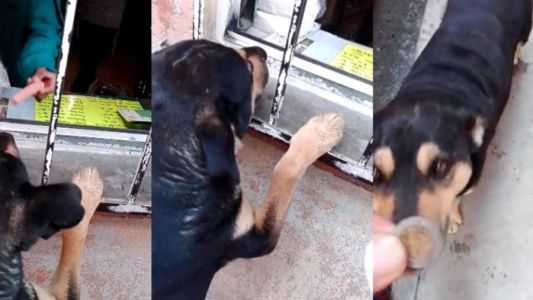 "Cabrón", el perro que pide plata para comprar comida y es furor en las redes