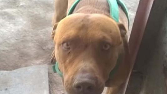 Un pitbull atacó a una beba de un año y seis meses y le perforó el cráneo