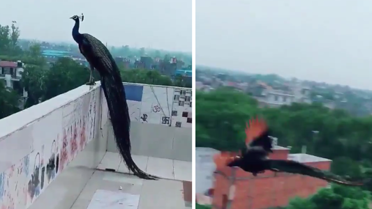 El impresionante video del vuelo de un pavo real que se viralizó en las redes