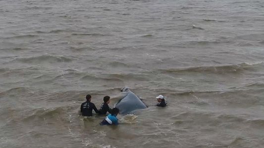 El dramático rescate de una ballena varada a metros de la costa de San Clemente