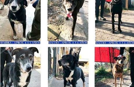 Piden que adopten seis perros cuyo dueño sufrió un ACV