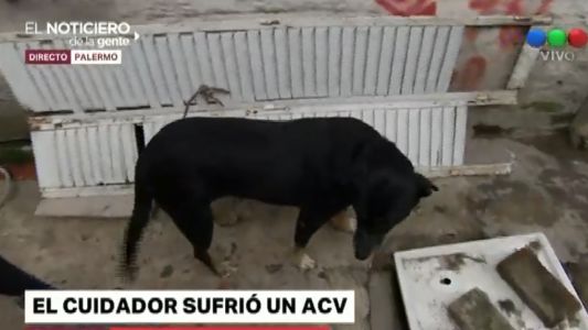 Un hombre sufrió un ACV y le buscan hogar a sus seis perros