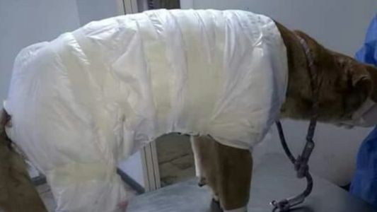 Crueldad animal: quemaron con aceite y agua hirviendo a un perro en Mendoza