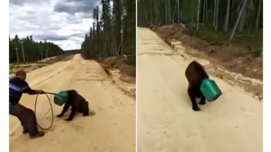 Buscan a un oso que tiene un bidón en la cabeza