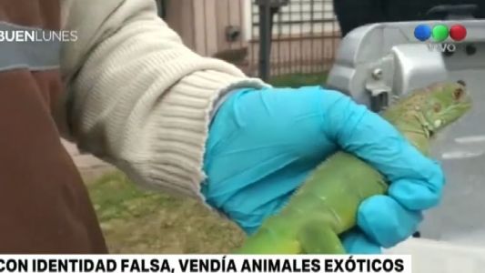 Vendía animales exóticos por Facebook y lo atraparon