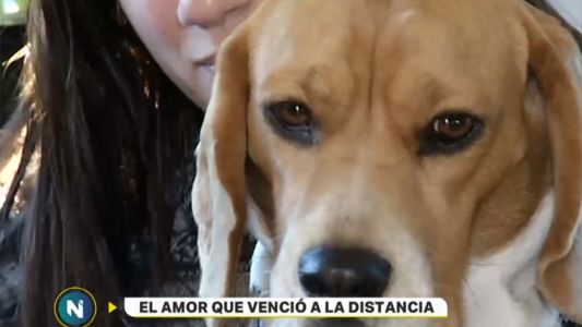 Una perra se perdió en Mar del Plata y apareció cuatro meses después en Panamericana