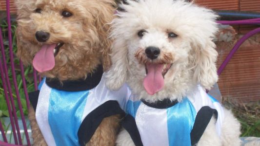 Argentina, el país más mascotero pero con gran cantidad de animales callejeros