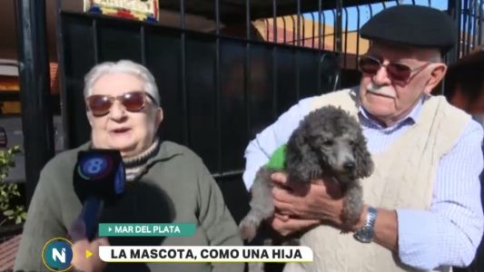 Apareció la perrita de la pareja de ancianos que ofrecía su jubilación como recompensa
